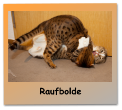 Raufbolde