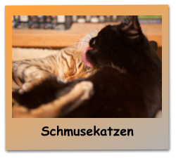 Schmusekatzen