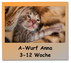 A-Wurf Anna  3-12 Woche